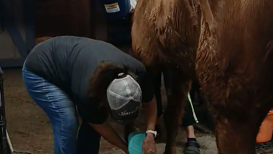 Denver's Bandage Change